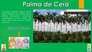 El género Ceroxylon Bonpl. (1804)
está integrado por palmas de la
familia Arecaceae, conocidas
comúnmente como Palma de
cera, Palma de ramos o Ramos
benditos.
 