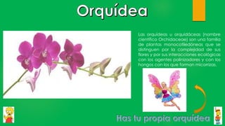 Las orquídeas u orquidáceas (nombre
científico Orchidaceae) son una familia
de plantas monocotiledóneas que se
distinguen por la complejidad de sus
flores y por sus interacciones ecológicas
con los agentes polinizadores y con los
hongos con los que forman micorrizas.
 