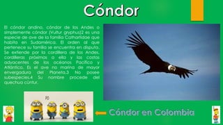 El cóndor andino, cóndor de los Andes o
simplemente cóndor (Vultur gryphus)2 es una
especie de ave de la familia Cathartidae que
habita en Sudamérica. El orden al que
pertenece su familia se encuentra en disputa.
Se extiende por la cordillera de los Andes,
cordilleras próximas a ella y las costas
adyacentes de los océanos Pacífico y
Atlántico. Es el ave no marina de mayor
envergadura del Planeta.3 No posee
subespecies.4 Su nombre procede del
quechua cùntur.
 