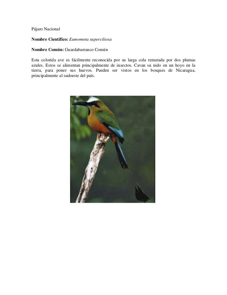 Ave Nacional De Panama Y Su Significado