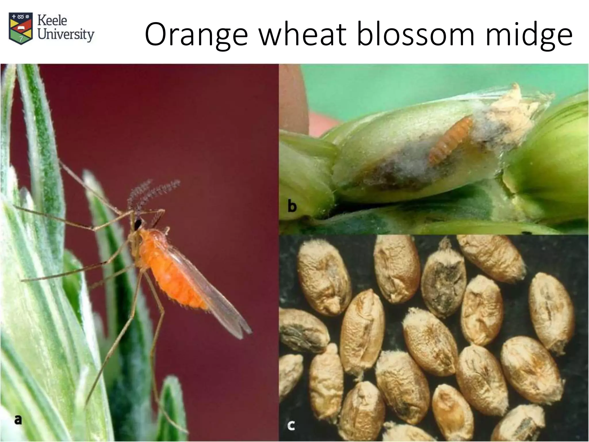 Orange wheat blossom midge
 