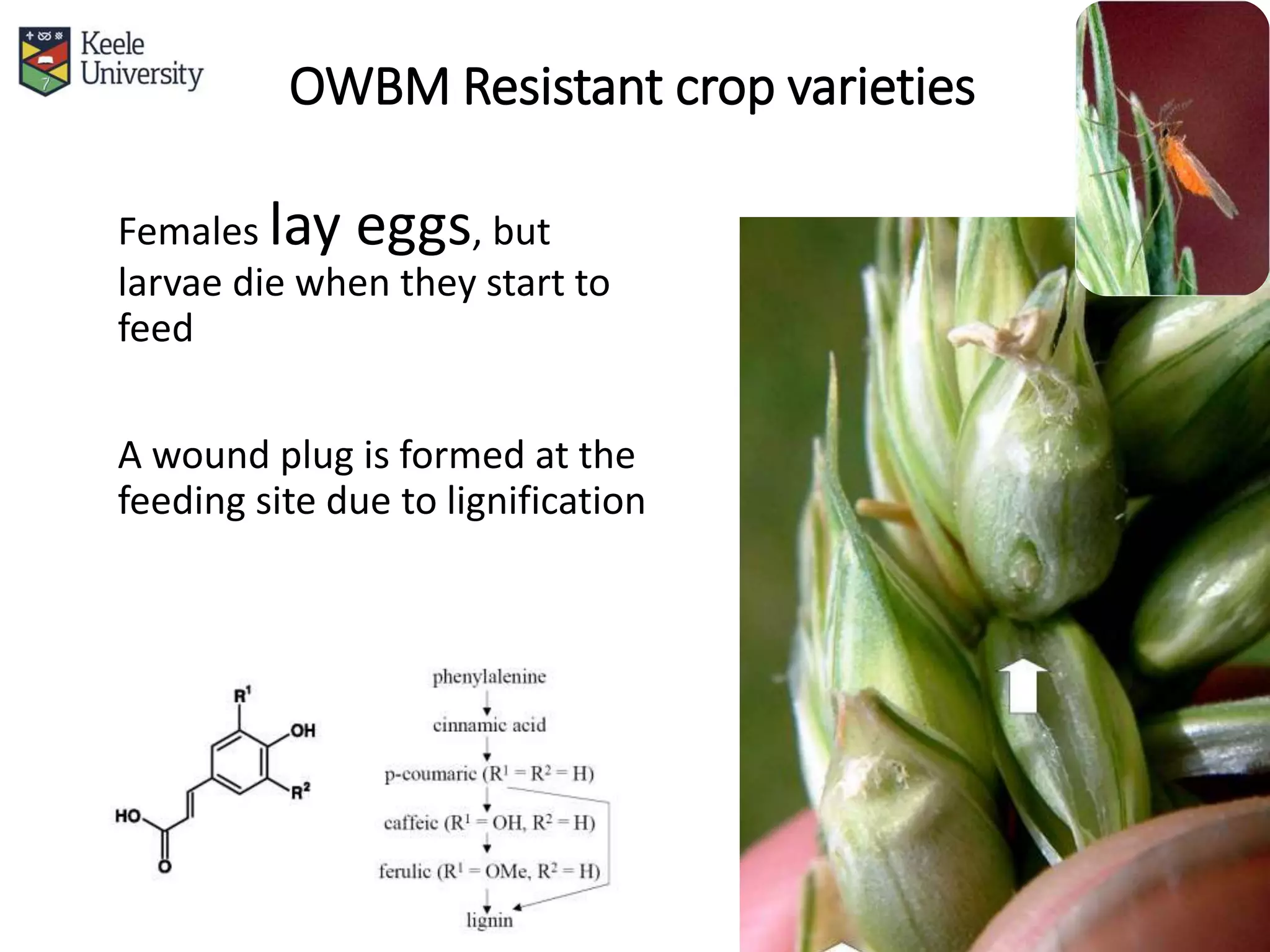 OWBM Resistant crop varieties
Females lay eggs, but
larvae die when they start to
feed
A wound plug is formed at the
feeding site due to lignification
 