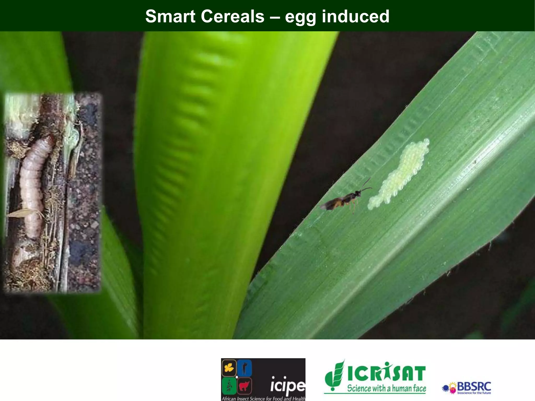 Smart Cereals – egg induced
 