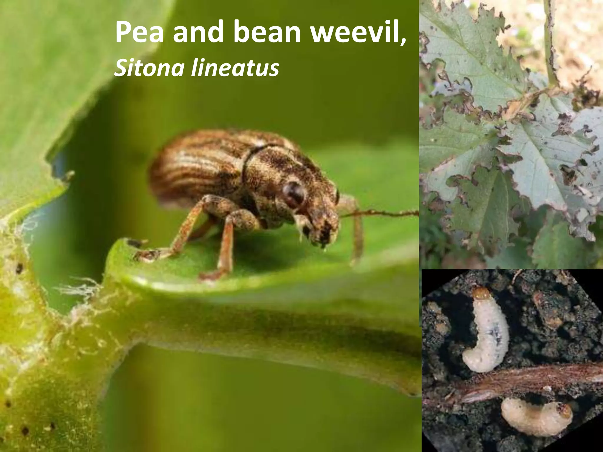 Pea and bean weevil,
Sitona lineatus
 