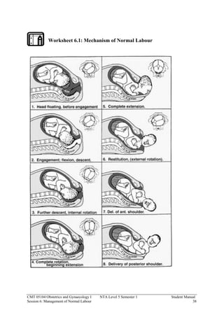 Obstetric Multiples Worksheets.pdf SM CMT 05104 obstetrics and gynaecology I | PDF
