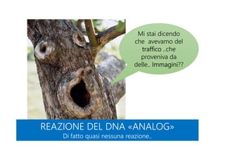 REAZIONE DEL DNA «ANALOG»
Di fatto quasi nessuna reazione..
REAZIONE DEL DNA «ANALOG»
Di fatto quasi nessuna reazione..
Mi stai dicendo
che avevamo del
traffico ..che
proveniva da
delle.. Immagini??
 