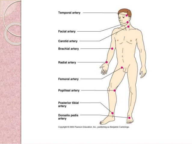 Arterial And Venous Pulse