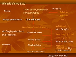 Biología de los SMD 
Stem cell ó progenitor 
comprometido 
Normal 
iniciación 
Químicos 
Radiación 
BBiioollooggííaa pprreelleeuuccéémmiiccaa cclloonn aannoorrmmaall virus 
Ventaja en el crecimiento 
Morfología preleucémica Expansión clonal 
(mielodisplasia) 
Mutaciones 
RAS FMS p53 
Genes amplificados/ 
sobreexpresión 
Nuevos clones 
RAS Kit MPL, otros 
Leucemia Clon leucémico 
Anomalías 
Evolución leucémica 
citogenéticas 5q- , 
11; 20; trisomia 8; 
7-, 
Gallagher A et al, 1997 
 