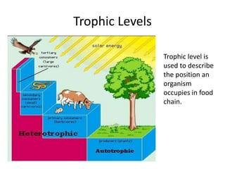 Trophic Levels
Trophic level is
used to describe
the position an
organism
occupies in food
chain.