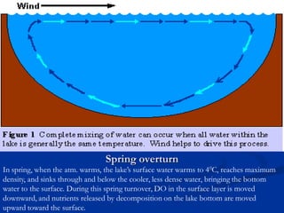 Spring overturn
In spring, when the atm. warms, the lake’s surface water warms to 40C, reaches maximum
density, and sinks through and below the cooler, less dense water, bringing the bottom
water to the surface. During this spring turnover, DO in the surface layer is moved
downward, and nutrients released by decomposition on the lake bottom are moved
upward toward the surface.
 