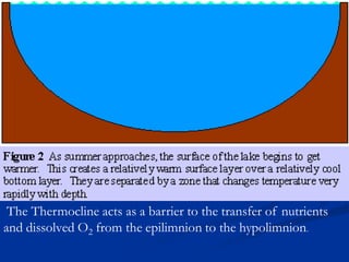 The Thermocline acts as a barrier to the transfer of nutrients
and dissolved O2 from the epilimnion to the hypolimnion.
 