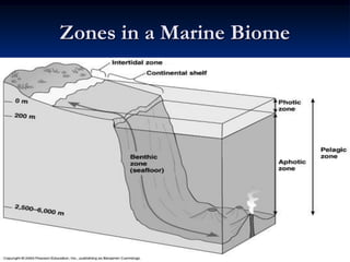 Zones in a Marine Biome
 