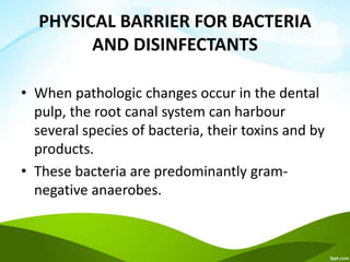 PHYSICAL BARRIER FOR BACTERIA
AND DISINFECTANTS
• When pathologic changes occur in the dental
pulp, the root canal system can harbour
several species of bacteria, their toxins and by
products.
• These bacteria are predominantly gram-
negative anaerobes.
 