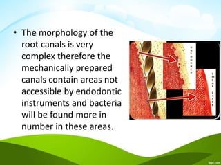 • The morphology of the
root canals is very
complex therefore the
mechanically prepared
canals contain areas not
accessible by endodontic
instruments and bacteria
will be found more in
number in these areas.
 