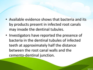 • Available evidence shows that bacteria and its
by products present in infected root canals
may invade the dentinal tubules.
• Investigators have reported the presence of
bacteria in the dentinal tubules of infected
teeth at approximately half the distance
between the root canal walls and the
cemento-dentinal junction.
 