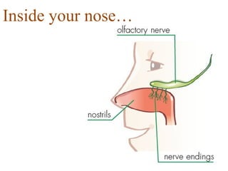 Inside your nose…
 