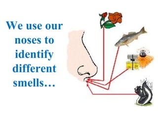 We use our
 noses to
 identify
 different
 smells…
 