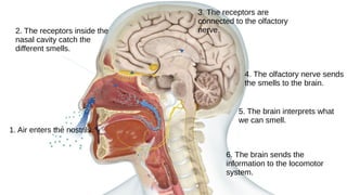 1. Air enters the nostrils.
2. The receptors inside the
nasal cavity catch the
different smells.
3. The receptors are
connected to the olfactory
nerve.
4. The olfactory nerve sends
the smells to the brain.
5. The brain interprets what
we can smell.
6. The brain sends the
information to the locomotor
system.
 
