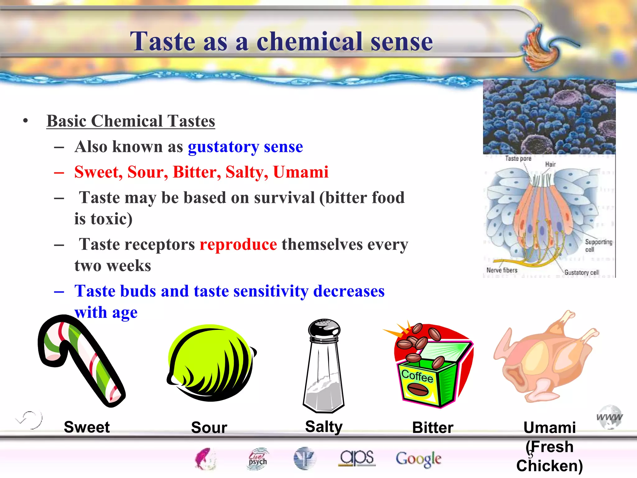 Taste Example Gustation and Olfaction | PPTX