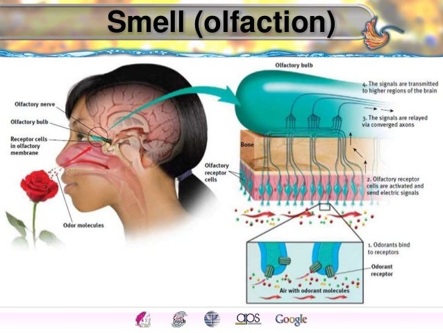 Hình minh họa sự kết nối giữa vị giác và khứu giác