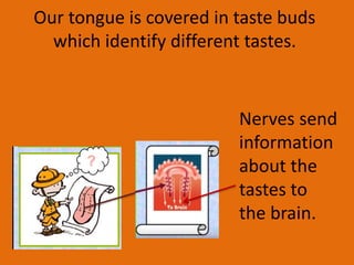 Our tongue is covered in taste buds
which identify different tastes.
Nerves send
information
about the
tastes to
the brain.
 