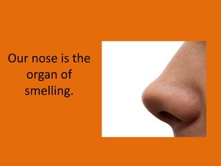 Our nose is the
organ of
smelling.
 