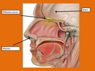 Olfactory nerve
Brain
Nostrils
 
