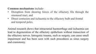 Common mechanisms include-
• Disruption from shearing forces of the olfactory fila through the
sinonasal tract, and
• Direct contusion and ischaemia to the olfactory bulb and frontal
and temporal poles.
Animal research shows that intracranial haemorrhage and ischaemia can
lead to degeneration of the olfactory epithelium without transection of
the olfactory nerves. Iatrogenic trauma, such as surgery, can cause smell
impairment and has been seen with such procedures as sinus surgery
and craniotomy.
 