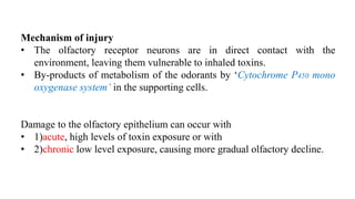 Mechanism of injury
• The olfactory receptor neurons are in direct contact with the
environment, leaving them vulnerable to inhaled toxins.
• By-products of metabolism of the odorants by ‘Cytochrome P450 mono
oxygenase system’ in the supporting cells.
Damage to the olfactory epithelium can occur with
• 1)acute, high levels of toxin exposure or with
• 2)chronic low level exposure, causing more gradual olfactory decline.
 