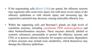• If the regenerating cells (Basal Cells) are spared, the olfactory neurons
may regenerate after acute toxic injury, but with more severe injury to the
olfactory epithelium or with chronic injury and increasing age, the
regenerative potential may decrease, causing noticeable olfactory loss.
• Within the supporting cells and Bowman’s glands are high levels of
xenobiotic enzymes, including cytochrome P450 monooxygenases and
other biotransformation enzymes. These enzymes detoxify inhaled or
systemic substances, presumably to protect the olfactory neurons and
CNS, or to process odorant molecules for receptor activation. Byproducts
of these enzymes may include toxic metabolites, which themselves may
damage the olfactory epithelium.
 