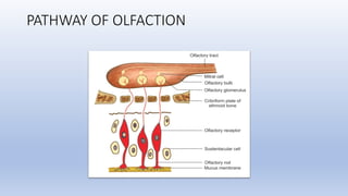 PATHWAY OF OLFACTION
 