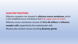 OLFACTORY RECEPTORS
Olfactory receptors are situated in olfactory mucus membrane, which
is the modified mucus membrane that lines upper part of nostril.
Olfactory mucus membrane consists of 10 to 20 millions of olfactory
receptor cells supported by the sustentacular cells.
Mucosa also contains mucus-secreting Bowman glands
 