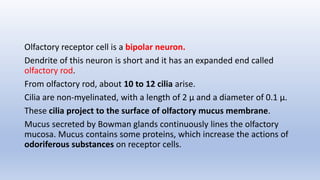 Olfactory receptor cell is a bipolar neuron.
Dendrite of this neuron is short and it has an expanded end called
olfactory rod.
From olfactory rod, about 10 to 12 cilia arise.
Cilia are non-myelinated, with a length of 2 μ and a diameter of 0.1 μ.
These cilia project to the surface of olfactory mucus membrane.
Mucus secreted by Bowman glands continuously lines the olfactory
mucosa. Mucus contains some proteins, which increase the actions of
odoriferous substances on receptor cells.
 