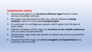 VOMERONASAL ORGAN
1. Vomeronasal organ is an accessory olfactory organ found in many
animals including mammals.
2. This organ was discovered in 1813, by a Danish physician Ludwig
Jacobson, hence it is also called Jacobsonorgan.
3. It is enclosed in a cartilaginous capsule, which opens into the base of
nasal cavity.
4. Olfactory receptors of this organ are sensitive to non-volatile substances
such as scents and pheromones.
5. Vomeronasal organ helps the animals to detect even the trace quantities
of chemicals.
6. Impulses from this organ are sent to amygdala and hypothalamus via
accessory olfactory bulb.
 