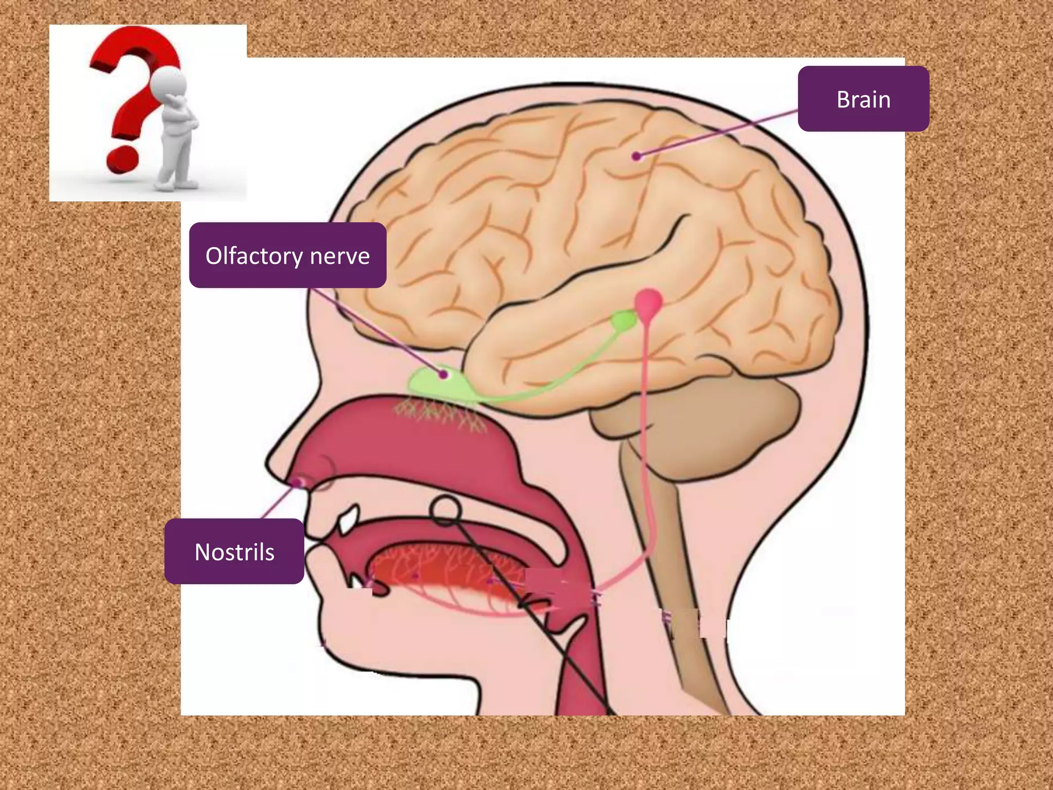 Nostrils
Brain
Olfactory nerve