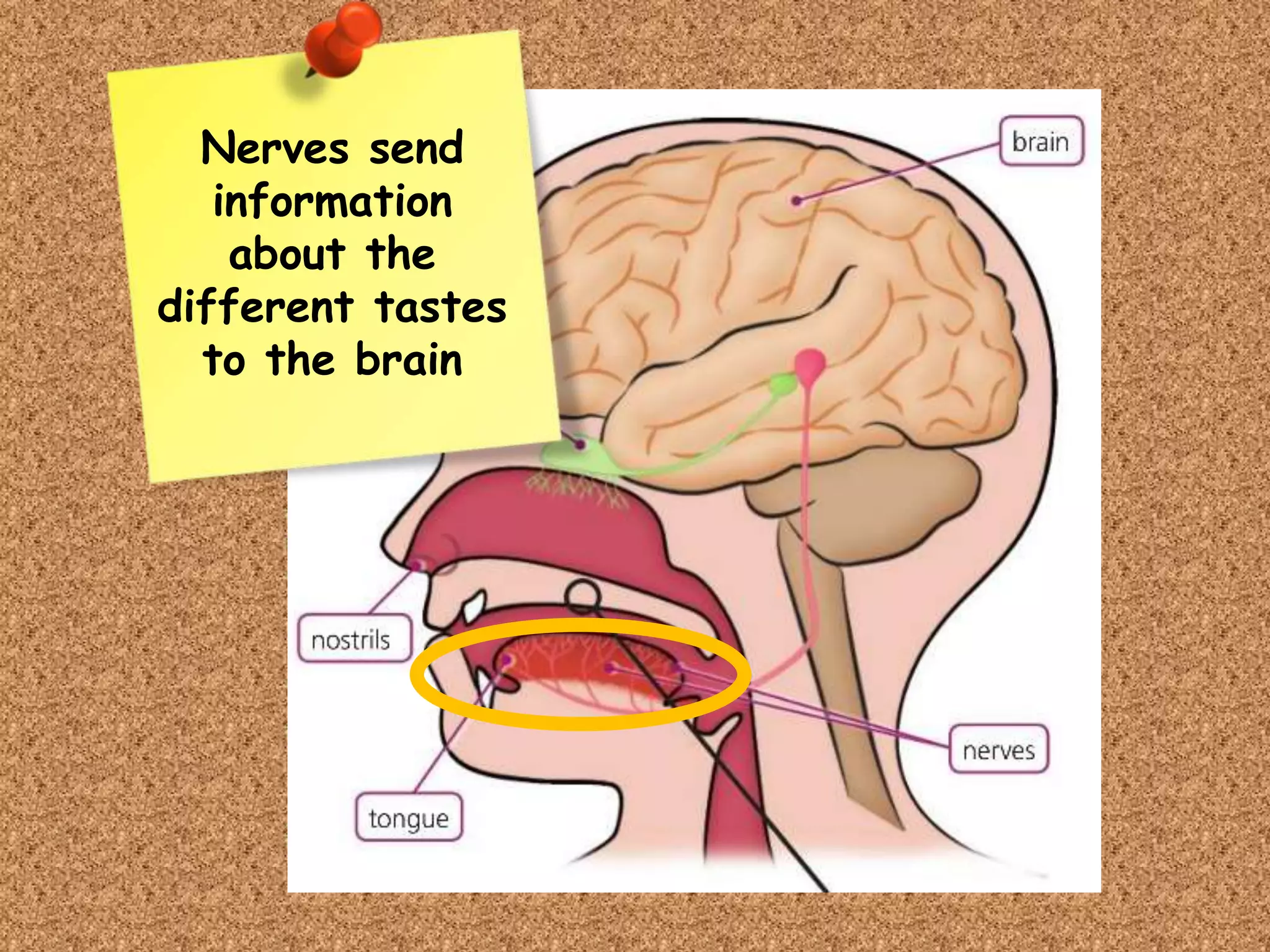 Nerves send
information
about the
different tastes
to the brain