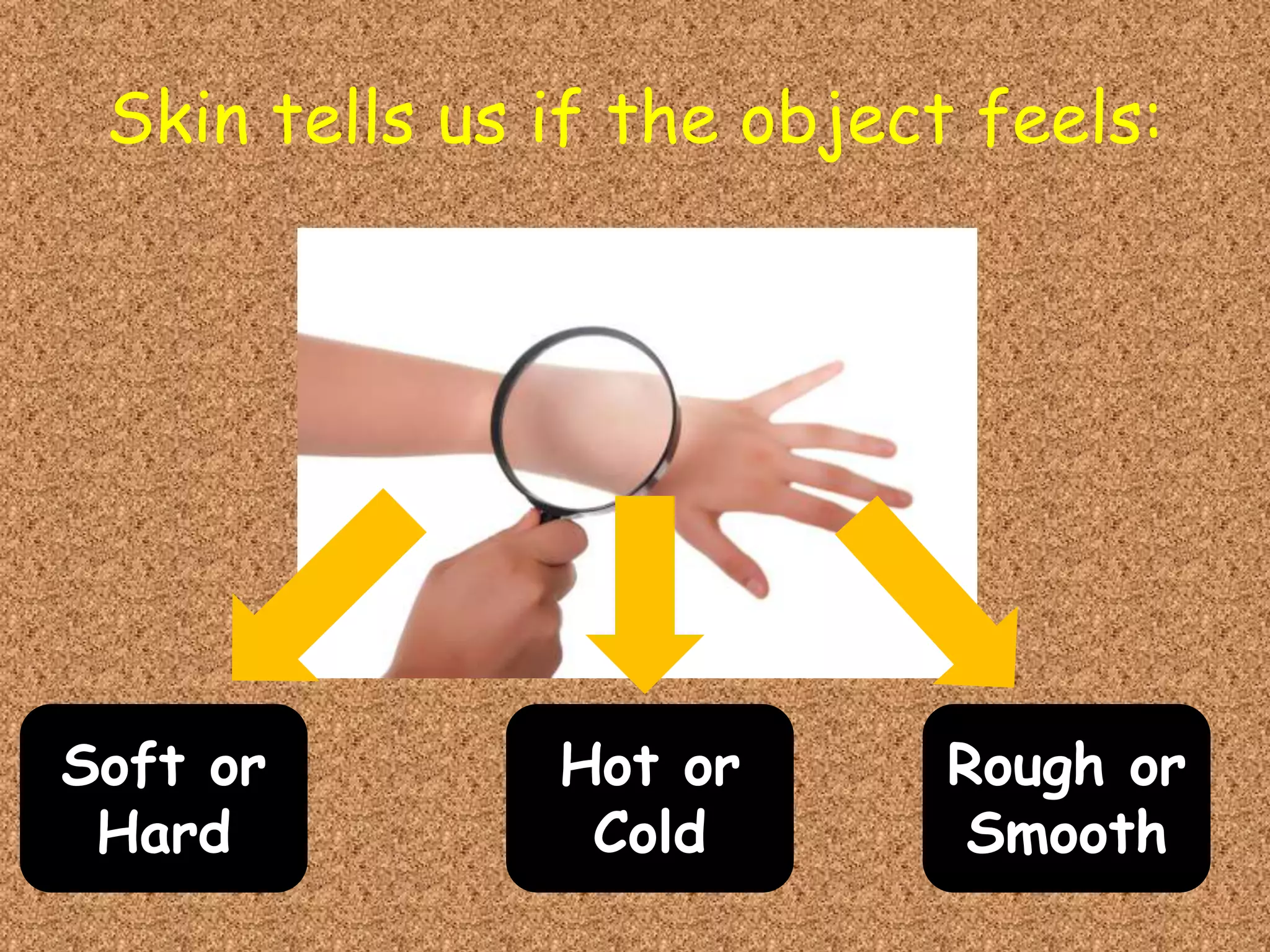 Skin tells us if the object feels:
Soft or
Hard
Hot or
Cold
Rough or
Smooth