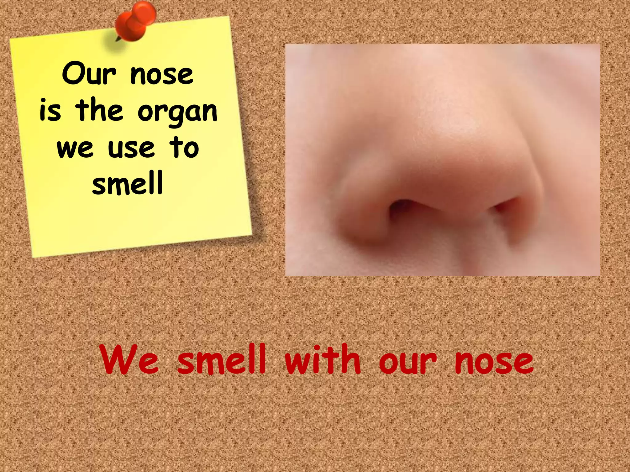 We smell with our nose
Our nose
is the organ
we use to
smell