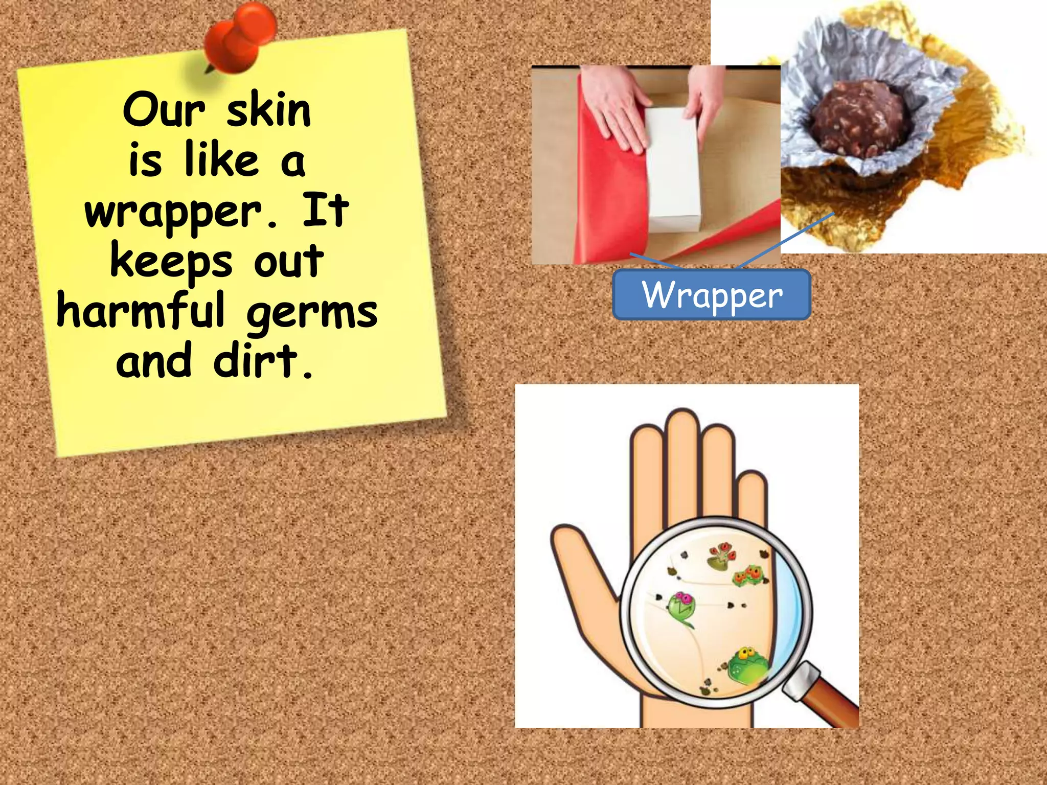 Our skin
is like a
wrapper. It
keeps out
harmful germs
and dirt.
Wrapper