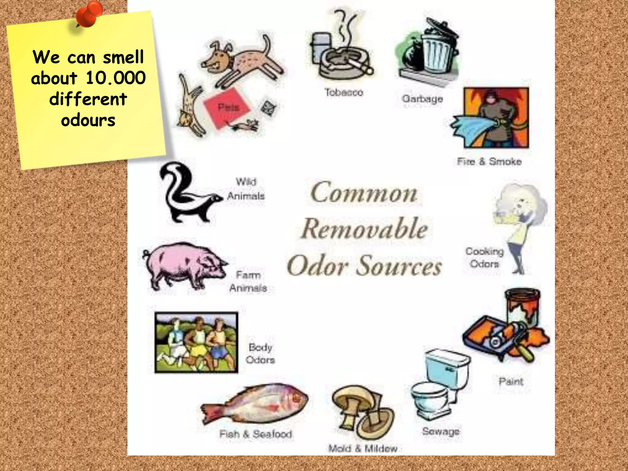 We can smell
about 10.000
different
odours