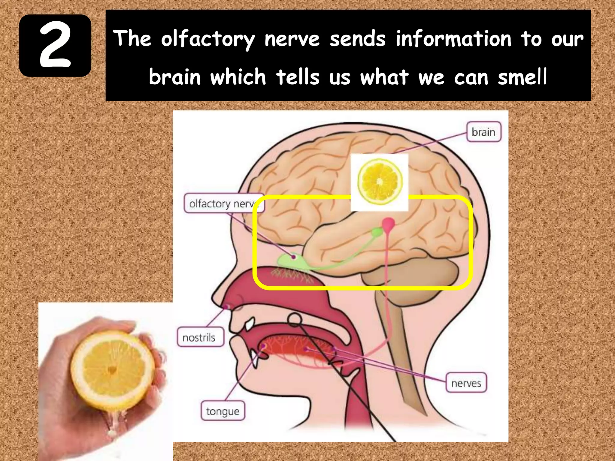 2 The olfactory nerve sends information to our
brain which tells us what we can smell