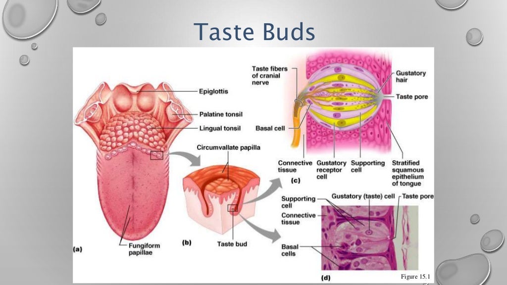 Smell and taste by Pandian M. Dept of Physiology, DYPMCKOP,MH