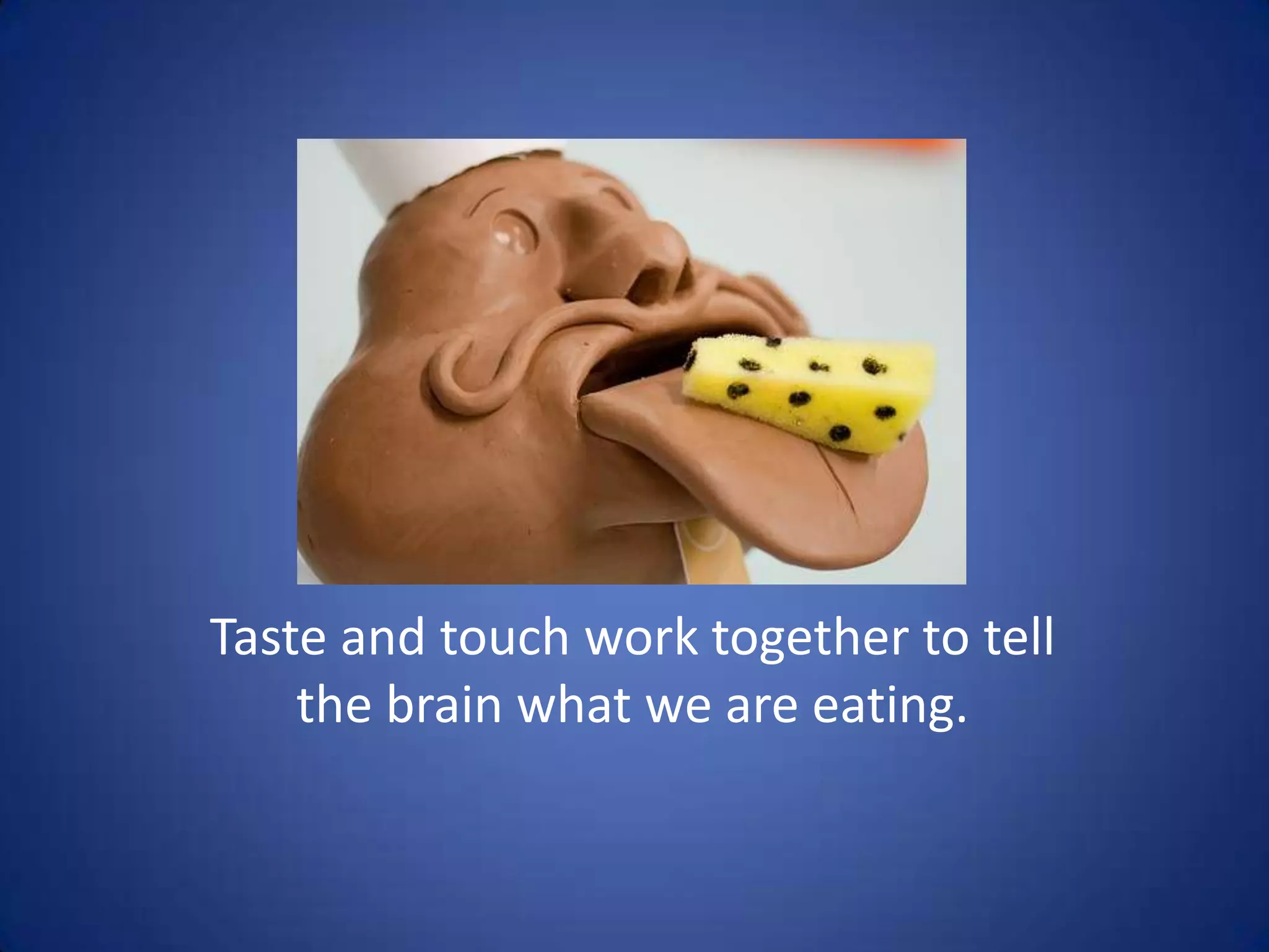 Taste and touch work together to tell
    the brain what we are eating.
 