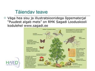 Täiendav teave Väga hea sisu ja illustratsioonidega õppematerjal “Puudest algab mets” on RMK Sagadi Looduskooli kodulehel www.sagadi.ee 