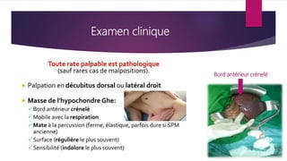 Examen clinique
Bord antérieur crénelé
 