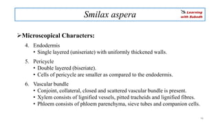 Medicinal properties of Smilax species (Chopchini) | PDF