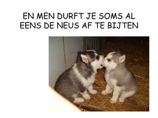 EN MEN DURFT JE SOMS AL EENS DE NEUS AF TE BIJTEN 