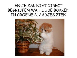EN JE ZAL NIET DIRECT BEGRIJPEN WAT OUDE BOKKEN IN GROENE BLAADJES ZIEN 