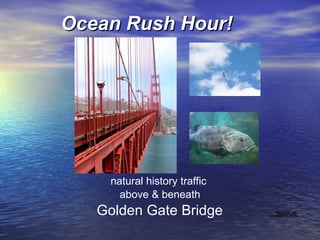 Ocean Rush Hour! natural history traffic  above & beneath Golden Gate Bridge  