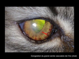 Congestion du grand cercle vasculaire de l’iris (chat)

 